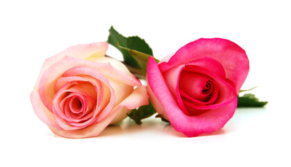 Bunch of rosy roses isolated on white 