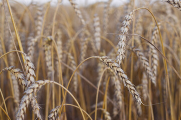 Golden wheat field with close up. Natural pattern with ripe wheat ears in summer. Food background.