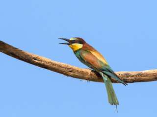 European Bee-Eater Sitting on Steak and Calling, Portrait on Blue Sky