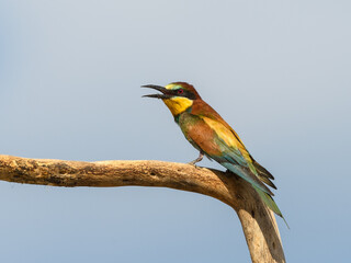European Bee-Eater Sitting on Steak and Calling, Portrait on Blue Sky