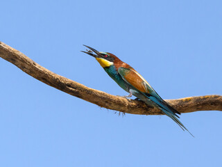 European Bee-Eater Sitting on Stick and Holding Bee in its Beak on Blue Sky