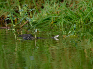 Snake swimming in the pond with green water