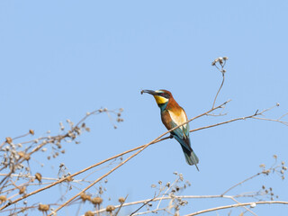 Naklejka premium European Bee-Eater Sitting on Stem of Dry Plant and Holding Bee in its Beak on Blue Sky