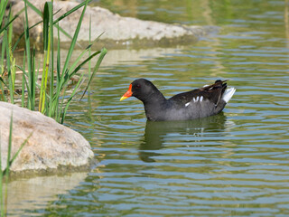 Common Moorhen or Eurasian Moorhen Swimming on the Pond