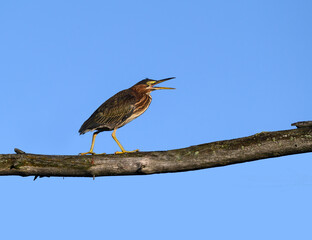 Green Heron Standing on Dead Tree Branch and Calling against Blue Sky