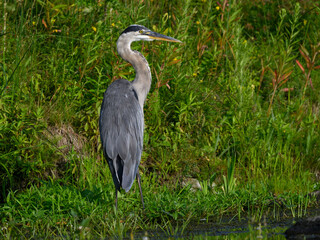 Great Blue Heron Fishing on Pond with Green Plants