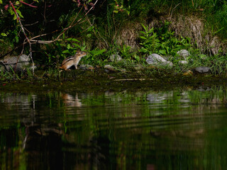 Obraz na płótnie Canvas Chipmunk with reflection standing on the pond