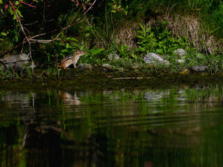 Chipmunk with reflection standing on the pond