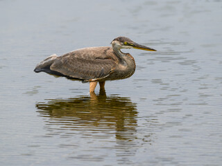 Great Blue Heron with Reflection Standing in Water, Closeup Portrait  