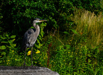 Great Blue Heron Fishing on Pond with Green Plants