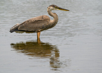 Great Blue Heron with Reflection Standing in Water, Closeup Portrait  