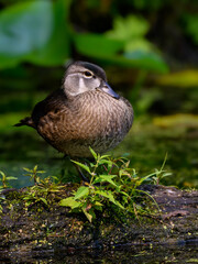 Female Wood Duck Resting on Log on the Pond