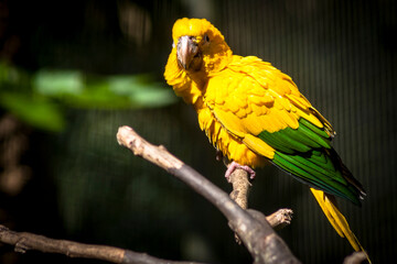 Ararajuba (Guaruba guarouba) or golden parakeet on a tree branch. Bird has yellow color. This bird...