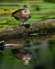 Female Wood Duck Resting on Log on the Pond