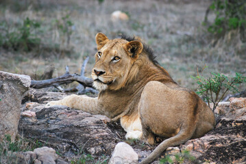 Obraz na płótnie Canvas Lioness in The African Savanna, South Africa.