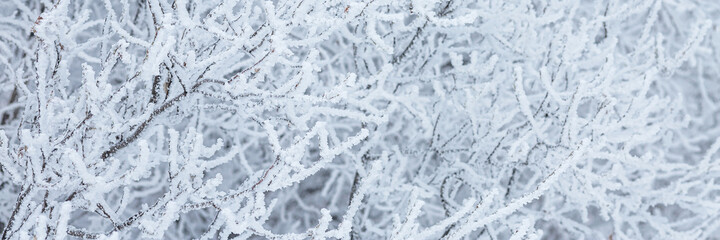 Snow and rime ice on the branches of bushes. Beautiful winter background with trees covered with hoarfrost. Plants in the park are covered with hoar frost. Cold snowy weather. Cool frosting texture.