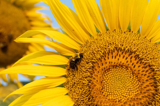 Close-up image of a bee pollinating a bright yellow sunflower in summer