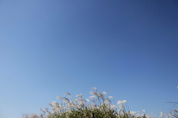 blue sky and grass