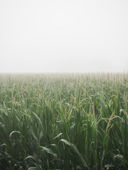 Fog Covered Ripening Corn Field in Summer