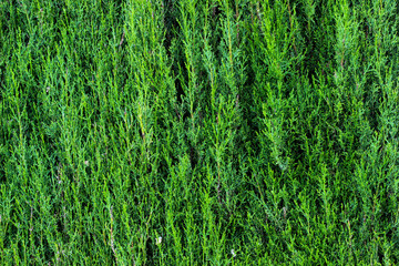 green grass background