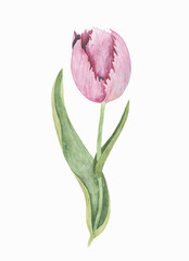 Lonely graceful watercolor tulip with pink delicate petals and two green leaves. Botanical illustration for postcard, poster, package and other