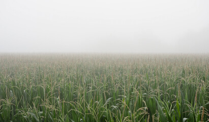 Fog Covered Ripening Corn Field in Summer