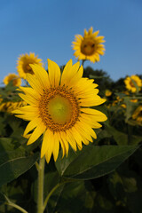 Fototapeta premium Vertical image of a bright yellow sunflower in a field under a blue sky in summer