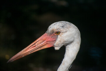 up-close stork