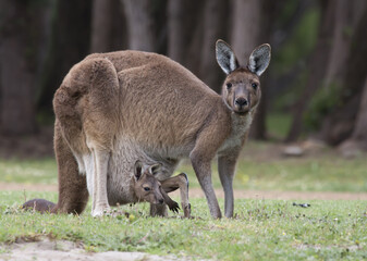 Vertical shot of a baby kangaroo in her mother's marsupium in a field