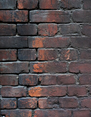 The background is an old brick wall. The wall is made of red ceramic bricks.