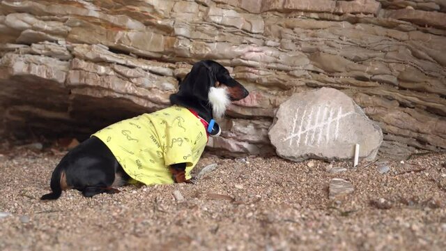 Funny dachshund puppy with necklace of plastic caps around its neck has been on desert island for so long that it has grown thick beard. Dog keeps track of days by making notches on stone.