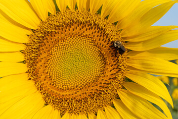 A bee pollinates the face of a bright yellow sunflower in summer