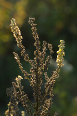 Verbascum lychnitis , of the family Scrophulariaceae (the figwort family).