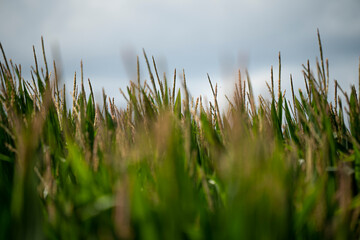 Upper part of the Corn Plant during the summer season on a sunny day