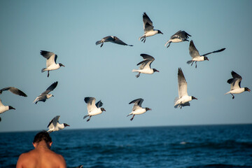 Flying seagulls