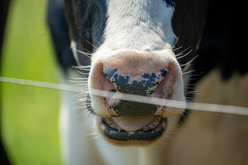 snout of a black and white colored cow during a sunny day while feeding