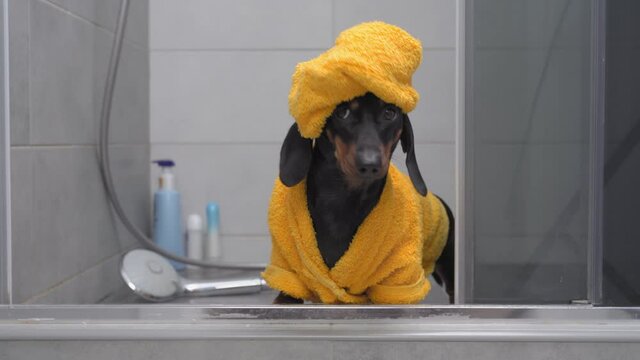 Funny black brown dachshund dog IN yellow bath robe with towel on head runs against shower and shampoo bottles close view
