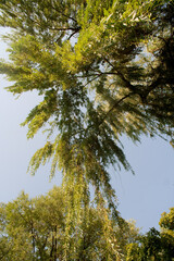 Obraz premium Bottom view of tall trees in forest.