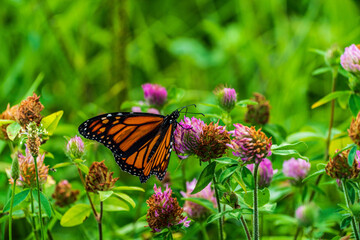 monarch butterfly on a flower