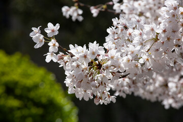 ソメイヨシノ　桜