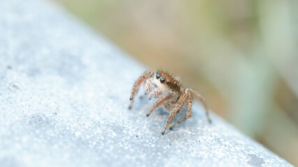 inquisitive spider bro