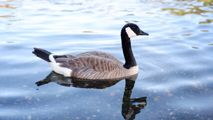 Canadian Goose Right Profile