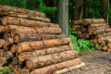 伐採された杉　木材　イメージ