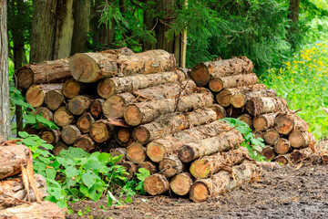 伐採された杉　木材　イメージ