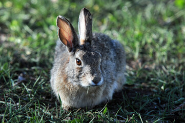 Cute little rabbit sitting in the grass