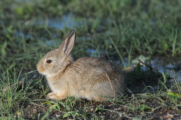 Naklejka na ściany i meble Cute little rabbit sitting in the grass