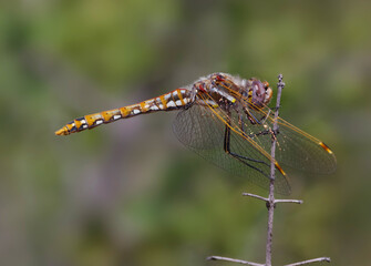 Variegated Meadowhawk dragonfly, Sympetrum corruptum.  Photo taken in Southern California.