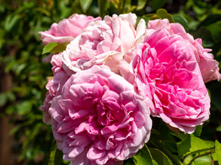 close view of pink rose flowers