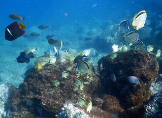 Naklejka na ściany i meble Costa Rica pacific sea life