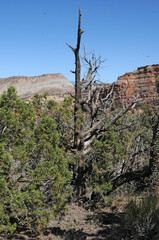 colorado national monument dead juniper
